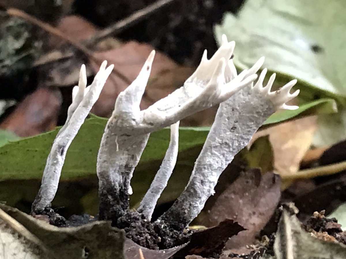 treeruss's tweet photo. Life goes on!
At least 5 species of fungi fruiting on regenerating stump of felled ash.
#ShaggyPholiota #Pholiotasquarrosa
#CandleSnuffFungus #Xylariahypoxylon
#BrittleCinder #Kretzschmariadeusta #WillowShield ? #Pluteussalicinus
#ArtistsBracket #Ganodermaapplanatum
#TreeFungi https://t.co/jgxNe5Q5wG