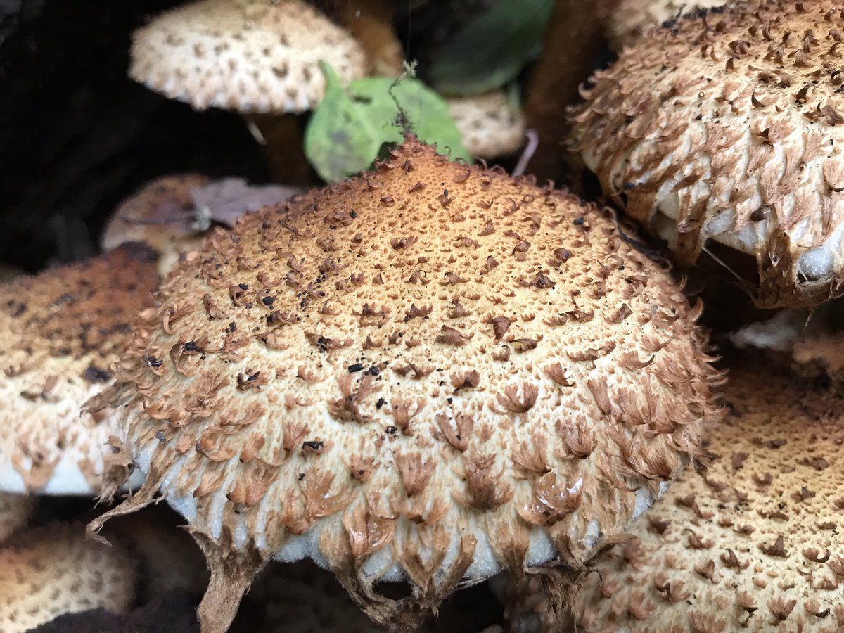 treeruss's tweet photo. Life goes on!
At least 5 species of fungi fruiting on regenerating stump of felled ash.
#ShaggyPholiota #Pholiotasquarrosa
#CandleSnuffFungus #Xylariahypoxylon
#BrittleCinder #Kretzschmariadeusta #WillowShield ? #Pluteussalicinus
#ArtistsBracket #Ganodermaapplanatum
#TreeFungi https://t.co/jgxNe5Q5wG