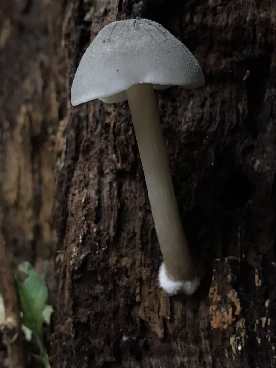 treeruss's tweet photo. Life goes on!
At least 5 species of fungi fruiting on regenerating stump of felled ash.
#ShaggyPholiota #Pholiotasquarrosa
#CandleSnuffFungus #Xylariahypoxylon
#BrittleCinder #Kretzschmariadeusta #WillowShield ? #Pluteussalicinus
#ArtistsBracket #Ganodermaapplanatum
#TreeFungi https://t.co/jgxNe5Q5wG