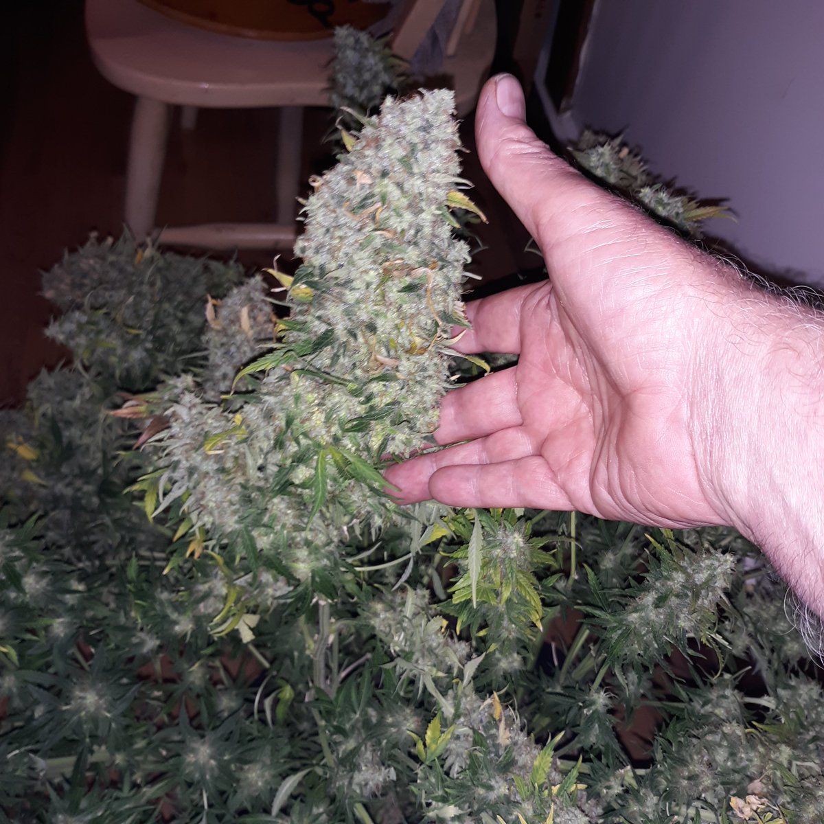 viasue's tweet photo. @MonmouthPoll From the begining of time Marijuana has NEVER killed anyone or any thing AND it has proven medicinal uses.. where was this pole taken = A Old Folks Home ??? https://t.co/yINC8UaPLS