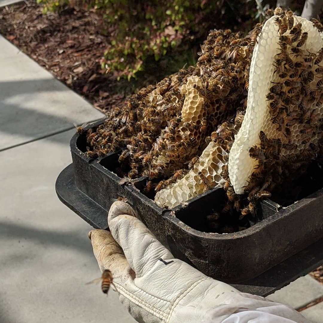 How the collective nature of bees informs my work as a designer. linkedin.com/posts/kolari_d…
#design #environment #creativity #inspiration