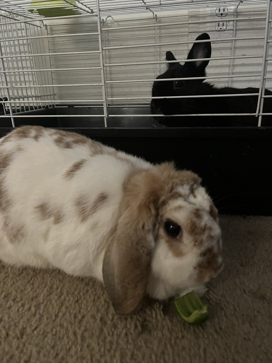 Daffodil and Dahlia say good morning hoomans 🐇