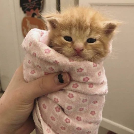 Todo Dia Gatinhos 🐾 (@tododiagatinhos) on Twitter photo 