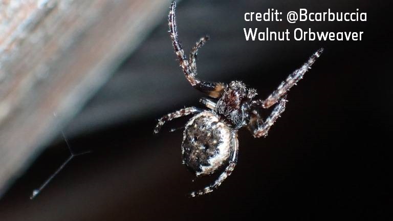 Thank you to everyone who voted for your favourite fat spider - our runaway winner was the Walnut orbweaver 👏 #FatSpiderFortnight will be back next year