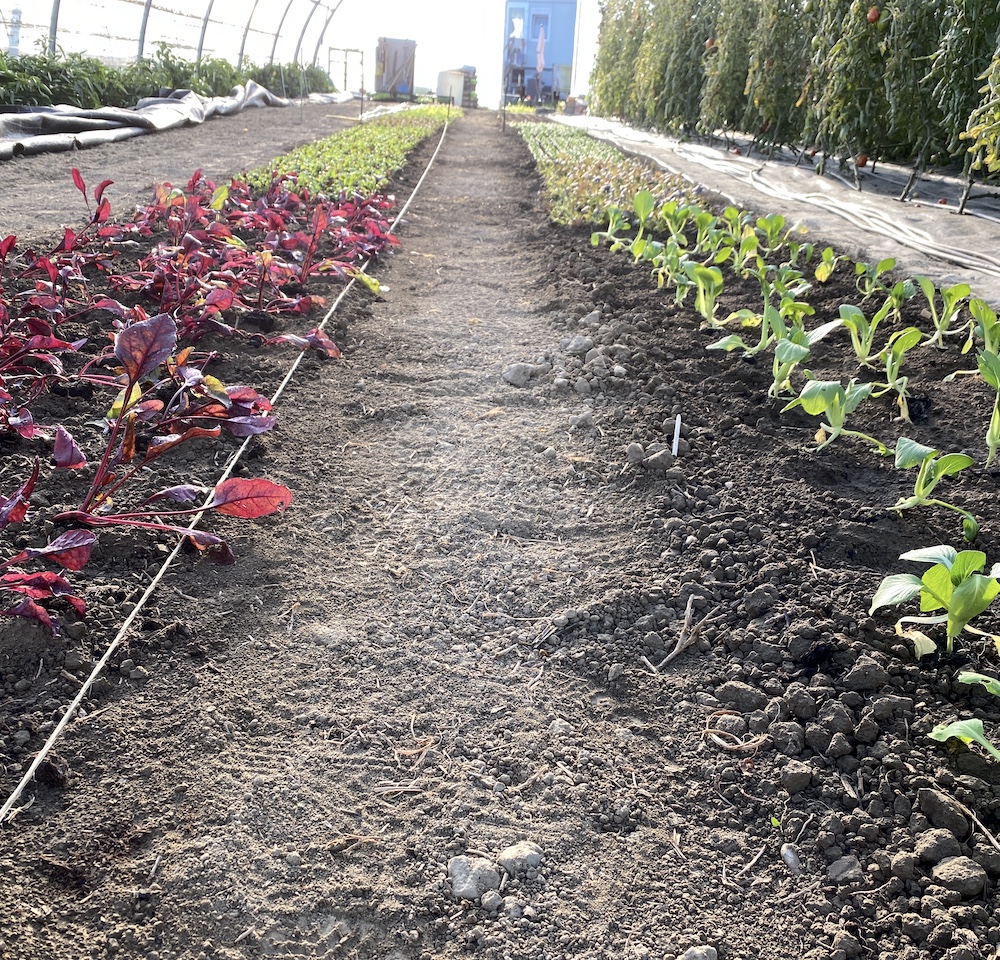 Petersland_at's tweet photo. Winteranbau🥦🥬🥕🥗🍠
Bald bin ich fertig 💪 https://t.co/LPmfuCKH37