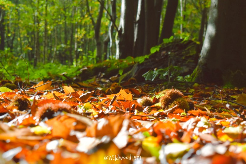 Autumn colour in the South Downs National Park <a href="/PONewsHub/">PO Hub</a> <a href="/BBCSouthWeather/">BBCSouthWeather</a> <a href="/AlexisGreenTV/">Alexis Green</a> <a href="/itvmeridian/">ITV News Meridian</a> <a href="/PhilippaDrewITV/">Philippa Drew</a> <a href="/greatsussexway/">The Great Sussex Way</a> <a href="/ExpWestSussex/">Experience Sussex Partnership</a> <a href="/BBCSussex/">BBC Sussex</a> <a href="/BBCSpringwatch/">BBC Springwatch</a> <a href="/VisitSEEngland/">Visit South East England</a> <a href="/ChiTourGuides/">ChiTourGuides</a> <a href="/VisitEngland/">VisitEngland</a> @YourAwesomePix <a href="/TelegraphPics/">Telegraph Pictures</a> <a href="/ThePhotoHour/">#ThePhotoHour</a>