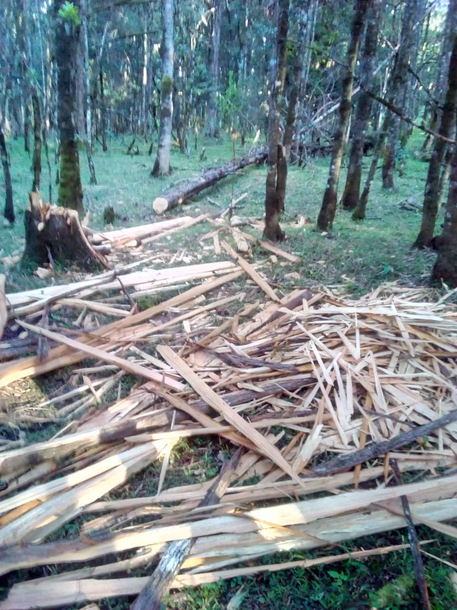 Enock Ole Kiminta 🇰🇪 tweet media