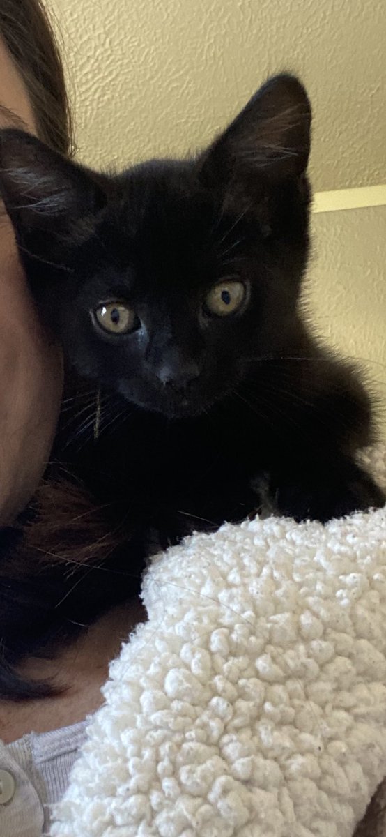 llisatuck's tweet photo. Oh my heart 🥰 My new fur baby “Little Darling” #CatsOfTwitter #blackcatsrule https://t.co/ARD0DBk1lO