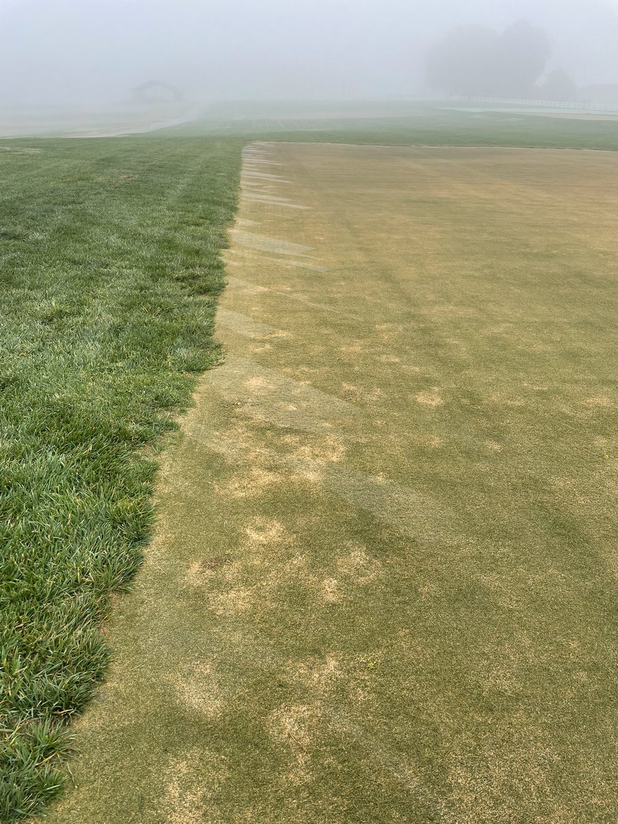 As we fully shift into fall here in NC, several warm-season grasses are expressing disease symptoms. The fog adds a spooky touch to an already spooky sight!