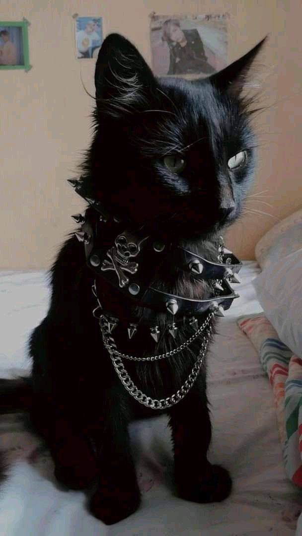 S H I N I G A M I (@acid666host) on Twitter photo 