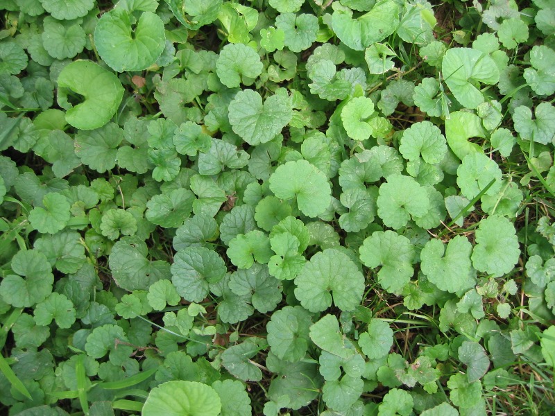 genesis_dist's tweet photo. Read Dr. Pete's spooooky turf tip: Halloween is the Time for Rust and Ground Ivy to Appear #rust #turf #groundivy #drpetesturftips https://t.co/z9n5td3svn