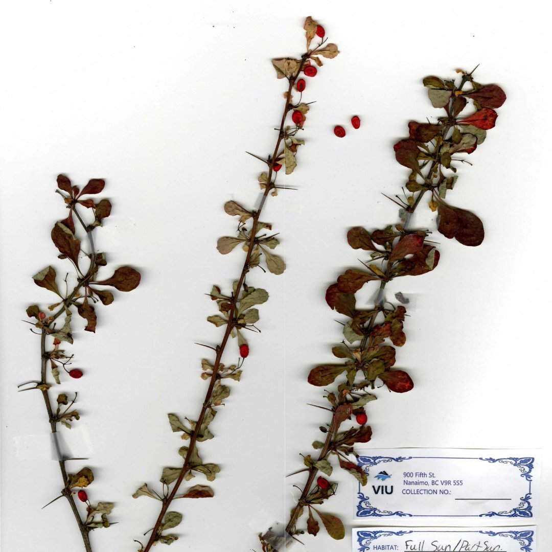 It’s International Open Access Week, and the theme is #ClimateJustice. VIU Horticulture students collect herbarium samples each year, which are #OpenAccess in VIUSpace. Herbaria can assist researchers in tracking the long term impacts of climate change on plant life.