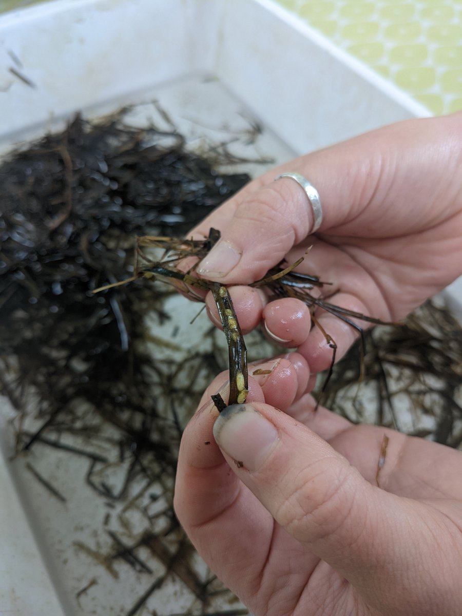 hannahcmuir's tweet photo. Fun day @TheEcology_1 sorting #seagrass seeds for #RestorationForth with @ProjectSeagrass @WWFScotland @mcsuk @SeabirdCentre 🌱🌊 #generationrestoration https://t.co/sG6UphhnlK