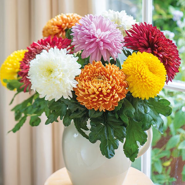 LatorreMendez's tweet photo. Tenían #bonitos #crisantemos y  he comprado #sueltos, para unos #jarrones, los #blancos me encantan, los #ciclamenes, qué habia guardado los #bulbos, también están #floreciendo, en #agua también https://t.co/t8RhckOzEq