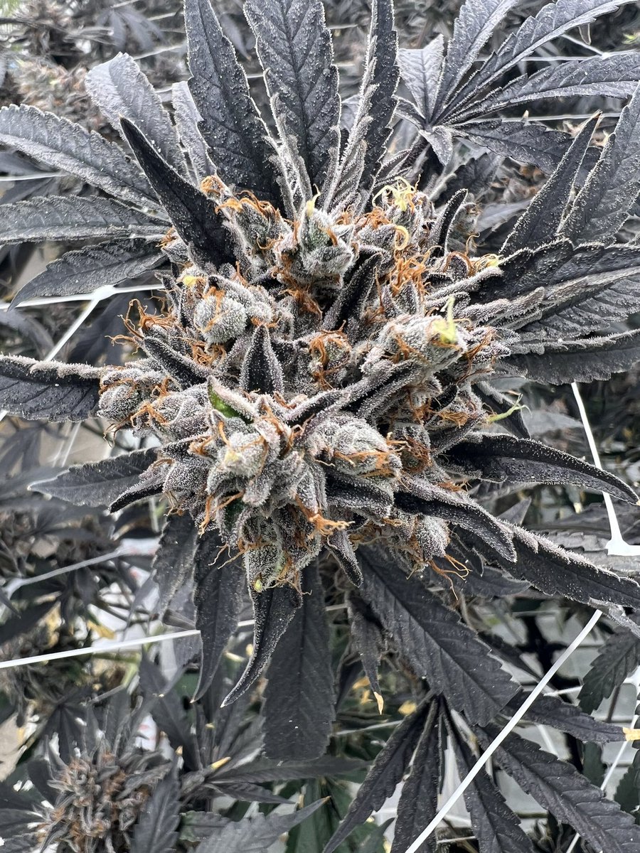 JefeDelgado's tweet photo. A TRIP TO THE FARM 🤯🎨😍 #9trees #ComingSoon https://t.co/um3Pon93Q9