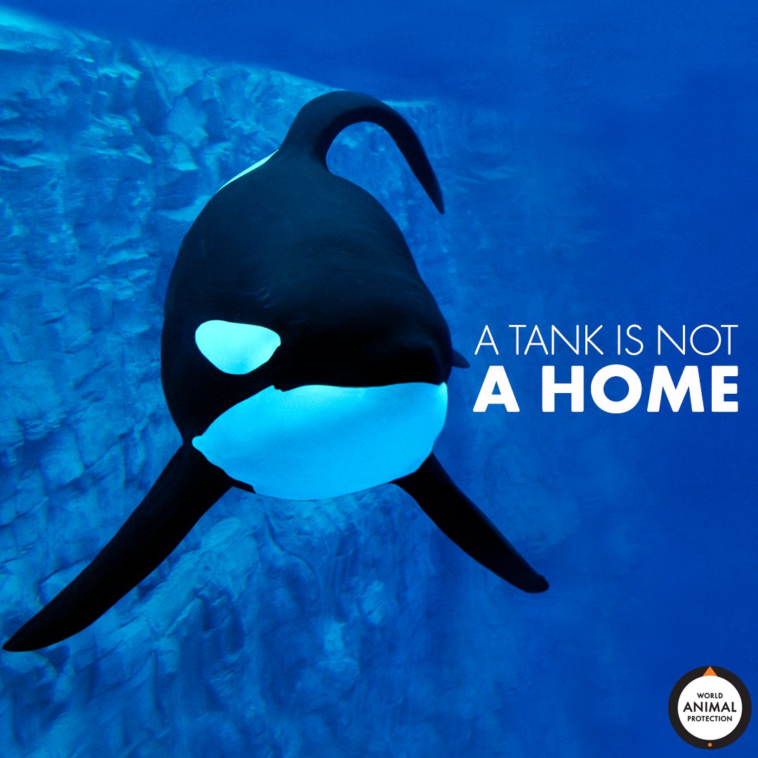 MoveTheWorldUS's tweet photo. A tank is not a home. 🐳 💔 https://t.co/icDkFF9lsp