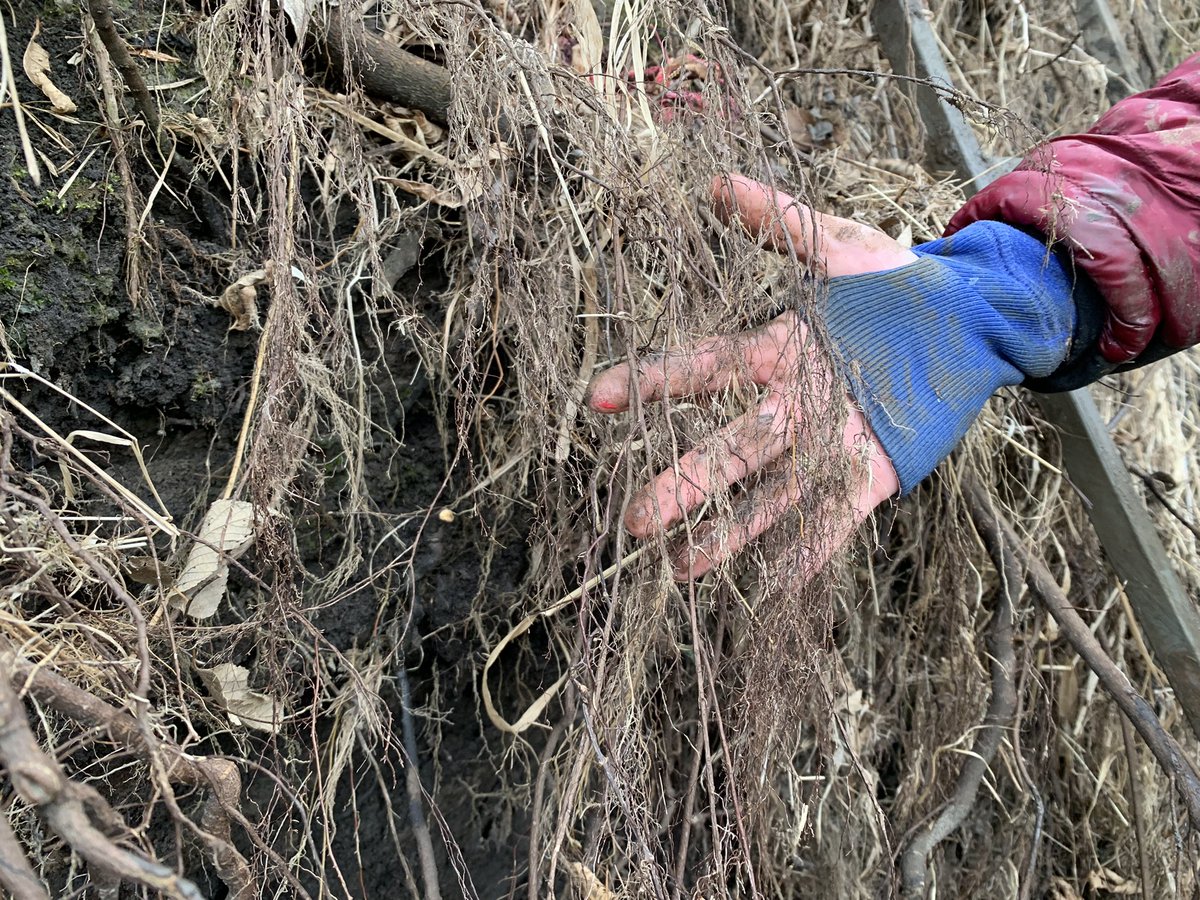 drbillyjbeck's tweet photo. I’m talking #streambank erosion + influences of #trees at the 10/27 Iowa Woodland Owners Assoc. #forestry field day on 10/27!
A new, (very) quick, non-tech pub on #stream-bank #erosion 👇
https://t.co/TSnKRA3I53 https://t.co/5STc0rWl1f