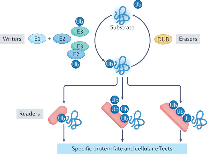 NatRevMCB's tweet photo. Now Online An expanded lexicon for the ubiquitin code https://t.co/RXuLZBiy0K https://t.co/HZuinbAtgg