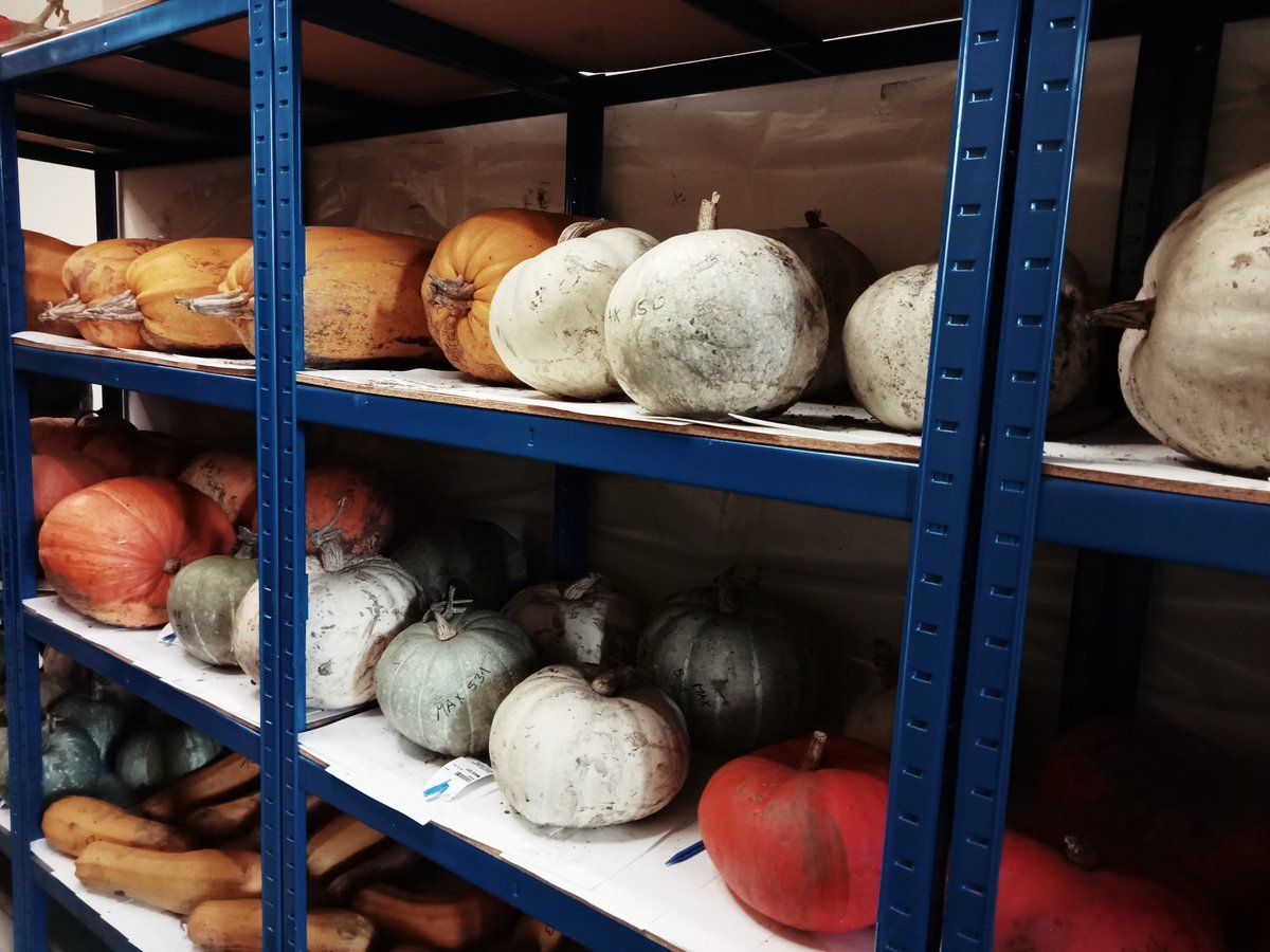 AlisonRBentley's tweet image. Fantastic day @LeibnizIPK with a tour of the genebank & herbarium plus genomics labs @Nils__Stein. Rounding out the day with a Gatersleben Lecture & discussion with @ipk_psb @IpkPostdocs. Thanks to all for an excellent visit & chance to learn more about IPK & share @CIMMYT work