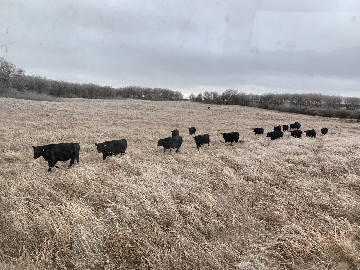 gbtangus's tweet photo. Ice Wine seems to be a novel thing with people. Our critters aren’t as excited about their Ice Grass though. Makes for pretty unpalatable grazing, so I weakened and trucked a bale out to our yearling sale bulls. #graze22 #angus #salebulls #saskweather https://t.co/oCRDOamQkq