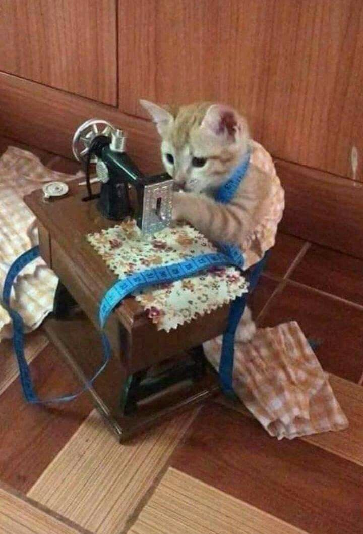 Cat Dealer on Twitter