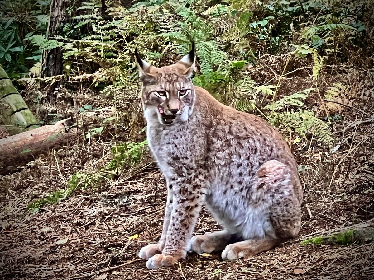 LibDrew's tweet image. Wonderful to see a #Lynx up close today. Such an extraordinary creature that was once ordinary here in the UK. With proper compensation for farmers, these beautiful introverted ambush predators could once again melt back into countryside to rebalance &amp;amp; restore our ecosystems.