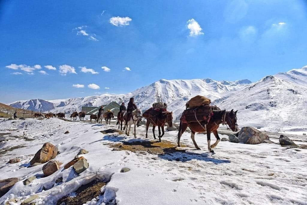 GuftarAhmedCh's tweet photo. Tribal community of J&amp;K crossing mighty Mughal Road amid first snowfall of season. #JammuAndKashmir https://t.co/8kEDeA1syK