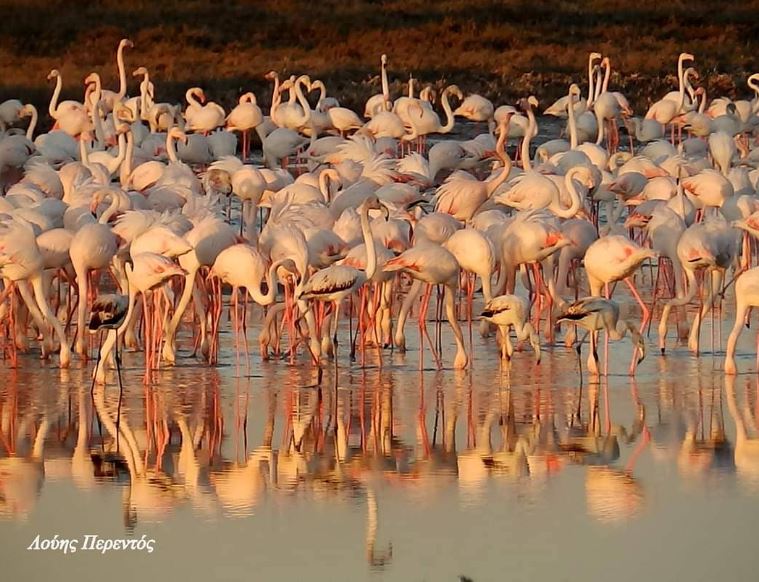 Birds of a feather, flock together💛💚💙❤️🦩 photo by: Λούης Περεντος #TravelTuesday #LarnakTourism #DiscoverLarnaka