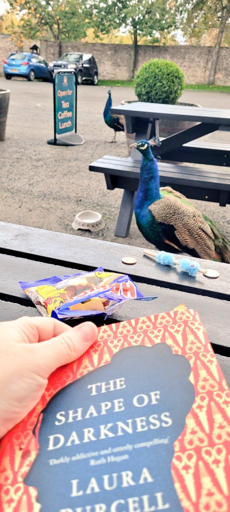 ssi_wife's tweet photo. Loving reading my #bookwin by @spookypurcell #TheShapeofDarkness in the unseasonably warm weather while the kids play on the park - perfect 🥰 Even had a visitor join me 🦚 https://t.co/JfC84TAoxK