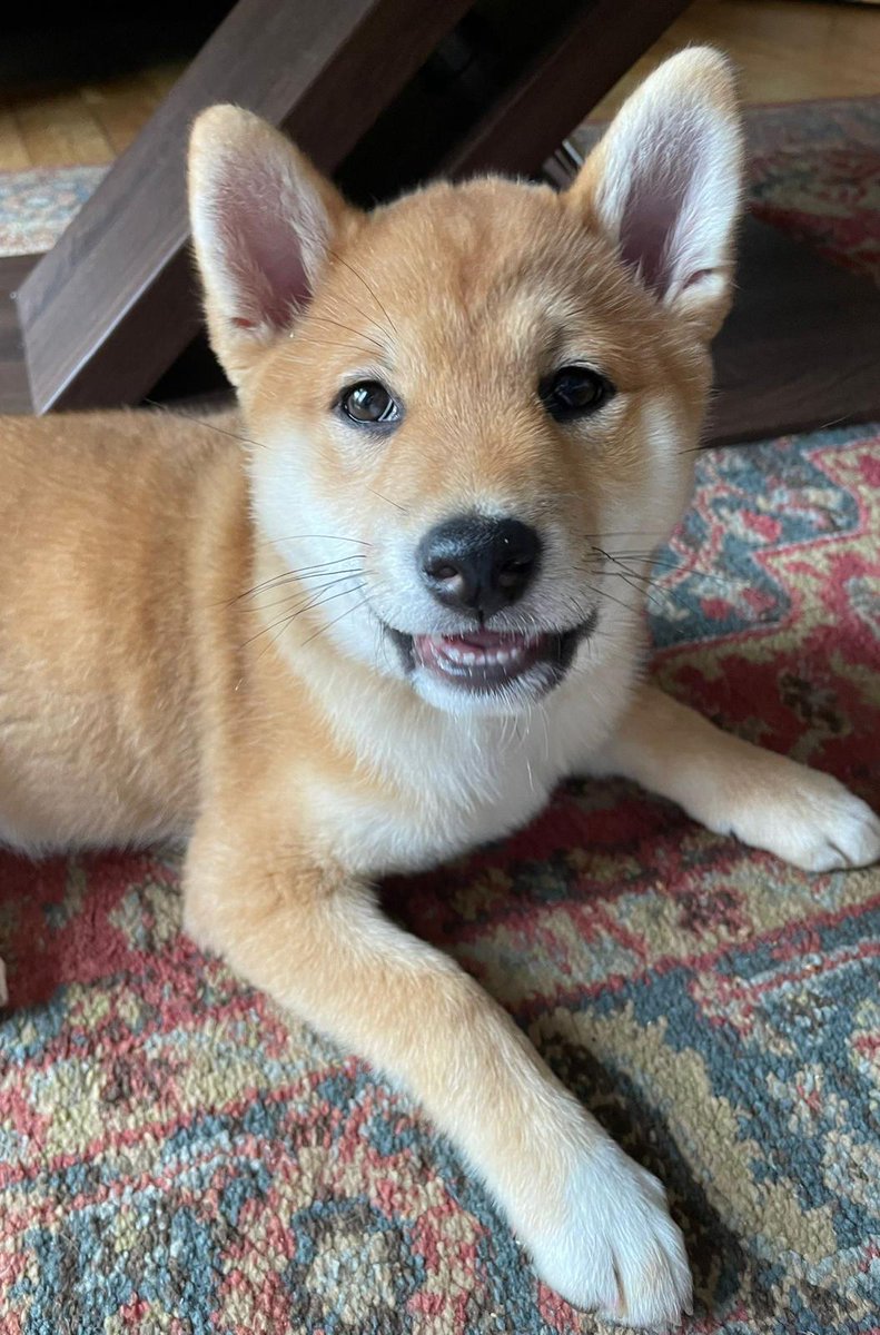 lizzycorks's tweet photo. @We_Like_Dogs This is my 3 month old Shiba inu puppy Ruby. She has chewed pretty much the whole house as well as being the de facto leader of same. But wouldn't be without her #StockholmSyndrome https://t.co/9qZEMy32Qy
