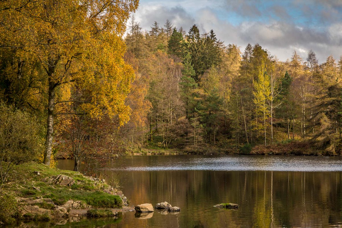 Silver birch in autumn