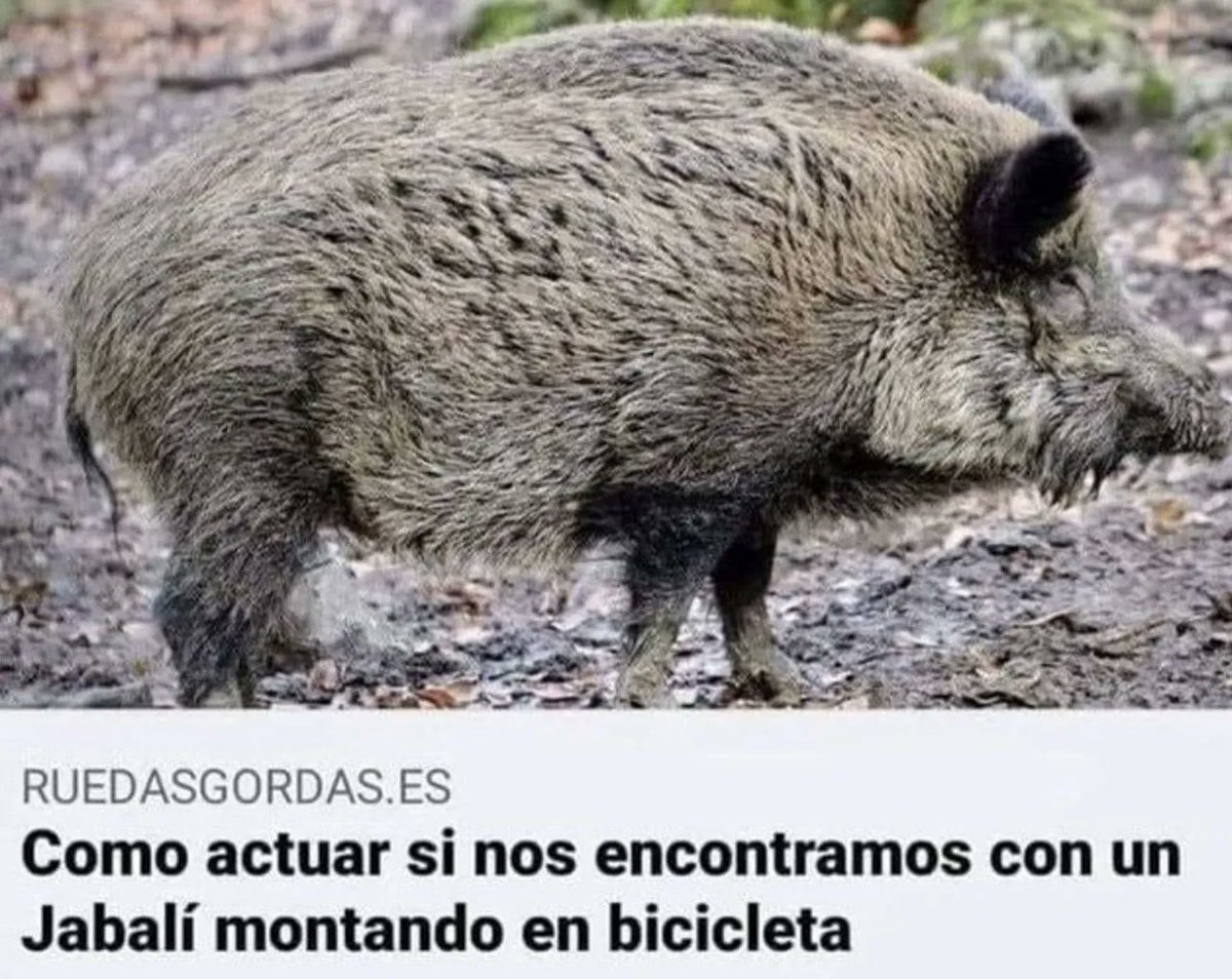 Forocoches tweet media