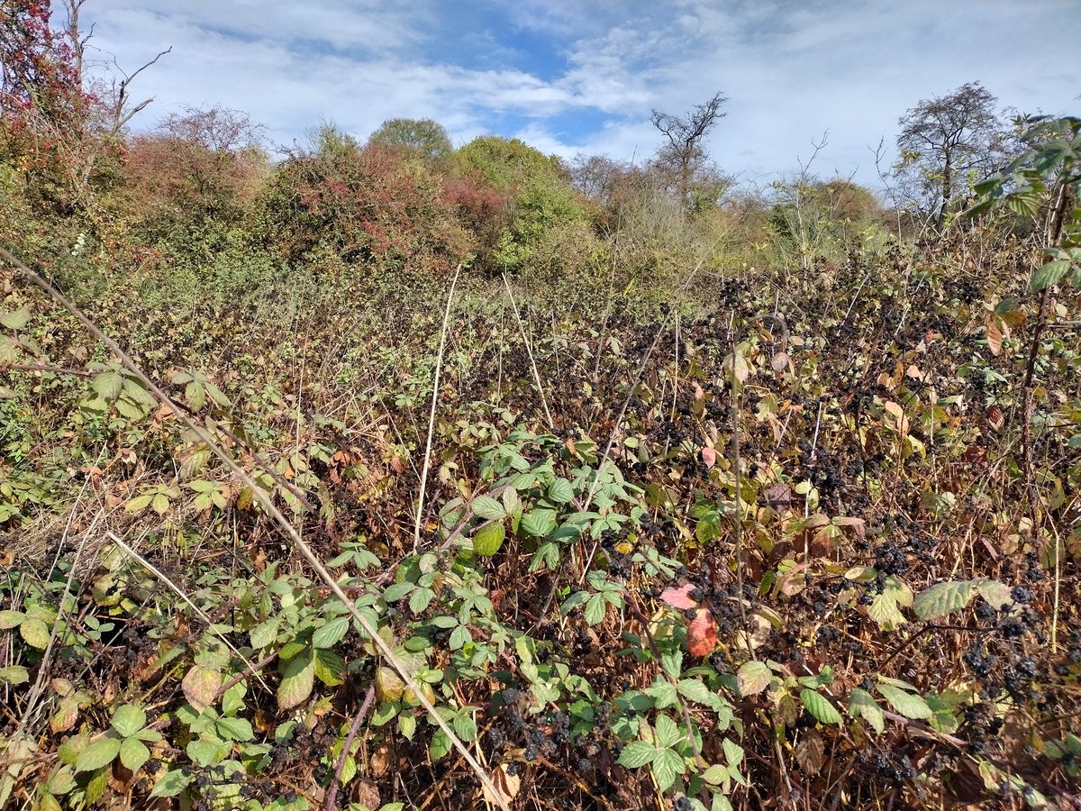 Jane Pitt tweet media