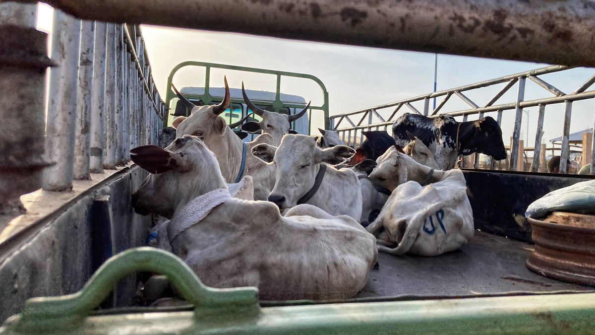 JCourtright08's tweet photo. A few photos from the #Buipe garbal yesterday. The weekly cattle market, which is said to be the largest in #Ghana, brings in people from across the region and is an economic lifeline for the townspeople. https://t.co/SSAkSbfxrc