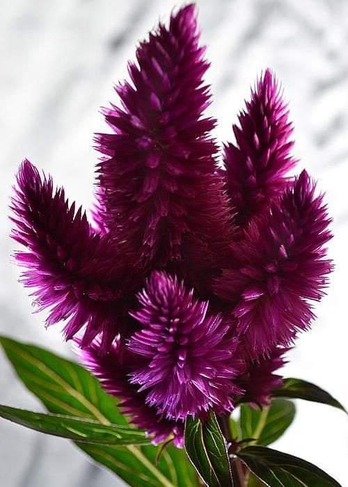 zma_lw's tweet photo. موسکا ښــه اخلاق🥀
ښی خـــــــبری اوپاک زړه❤
د انسان لپاره حقیقی ښایست دی🙏 https://t.co/wLYPJZLhWH