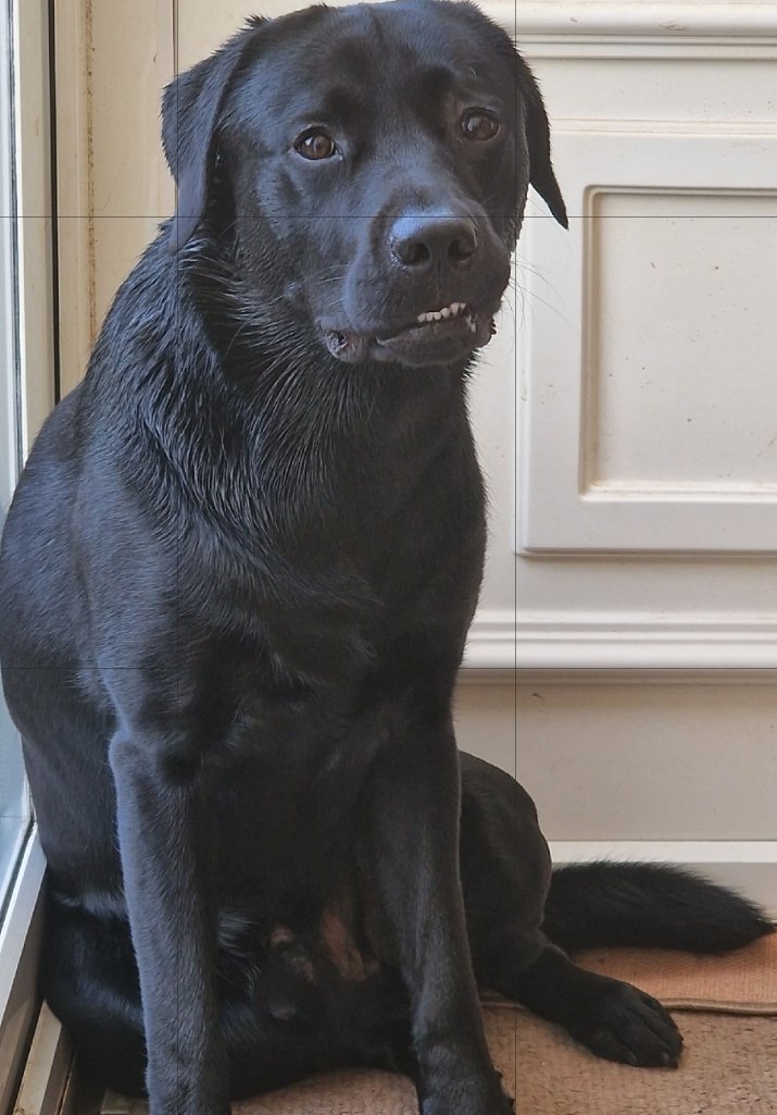 SparklesStacy's tweet photo. The face you make when you aren't allowed back out to roll in cat π© or it could be that the tories are still in power.
Either way I need a rum!
#HenrytheLab #dogsoftwitter #GTTONow https://t.co/lJfPQkH15B