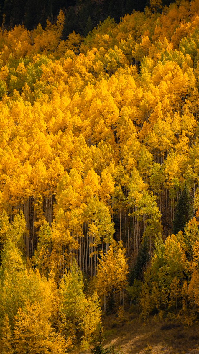 Fr33Water's tweet photo. Fall Colors Found near πVail, Colorado
#vail #visitvail #vailcolorado #outtherecolorado #Colorado #fall2022 #fallorado #leafpeeping #colorfulcolorado https://t.co/fq9iu1ycxF