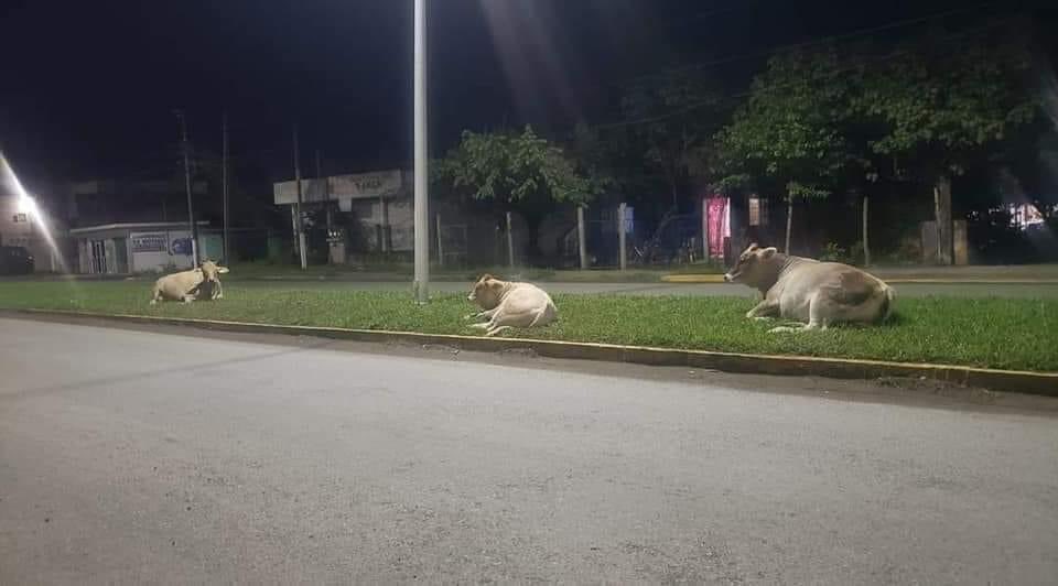 Apodaca_News's tweet photo. Aún no se acaba Octubre y en #Apodaca ya pusieron el nacimiento 😂🐮 https://t.co/LPUL7KPeqc