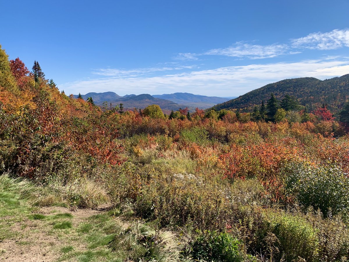 David Russell tweet media