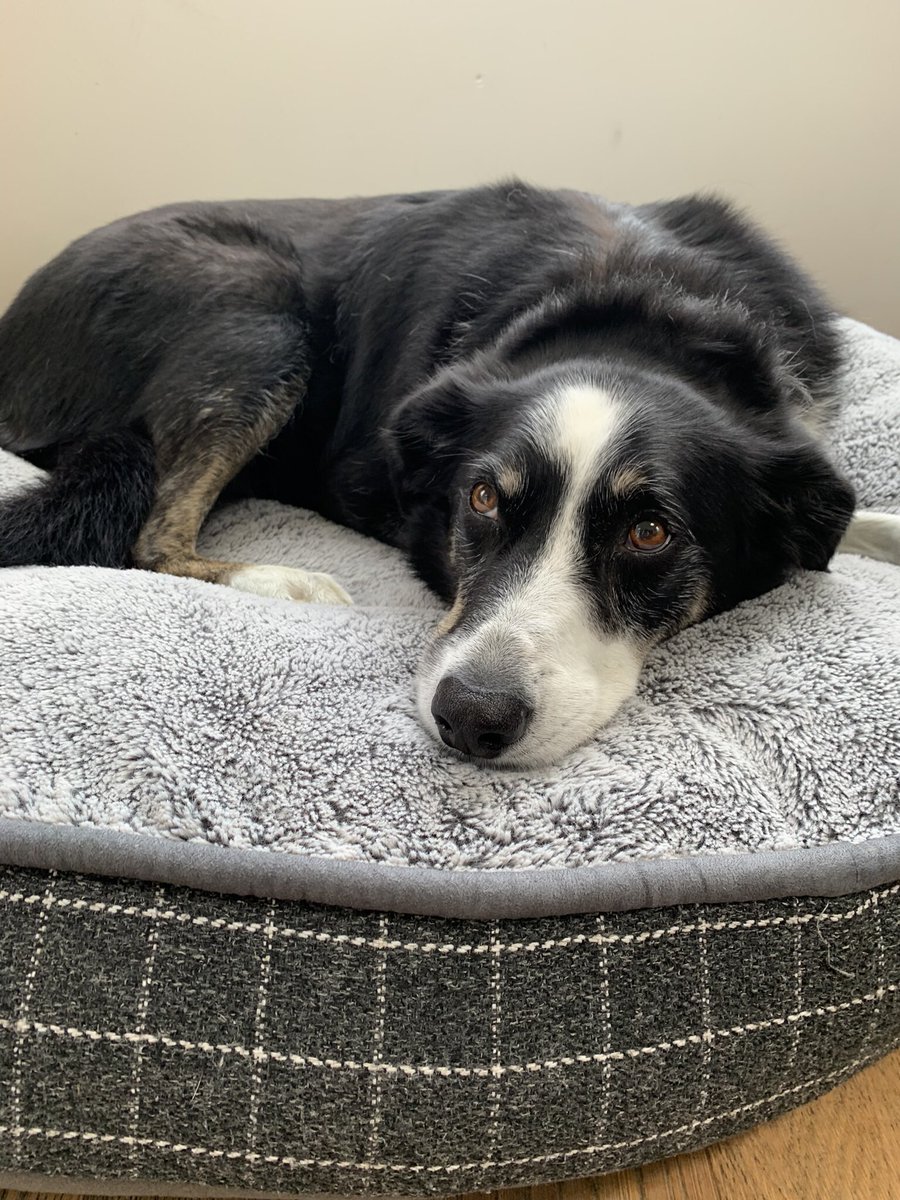 Bethcw_'s tweet photo. No other reason than he’s a beaut #bordercollie #DogsofTwittter https://t.co/3fjeWjwc4r