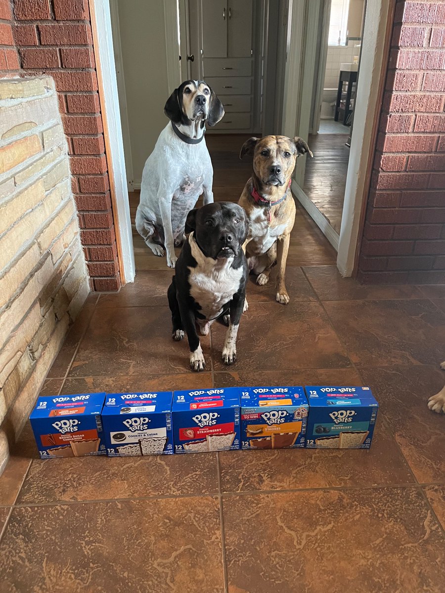 When you ask for Pop-Tarts and the whole gang pitches in 🐾
