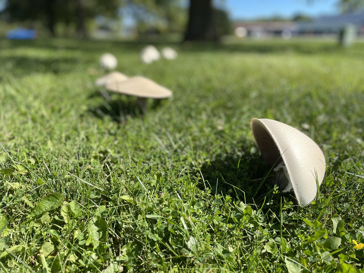 scrapmymemories's tweet photo. I also share in the simple joy of fungi, they are wee wonders of nature. #fairycircle #mushrooms #fungi #WaypointsWeek #Waypoints #SamHeughan https://t.co/8XC7J0bG5C