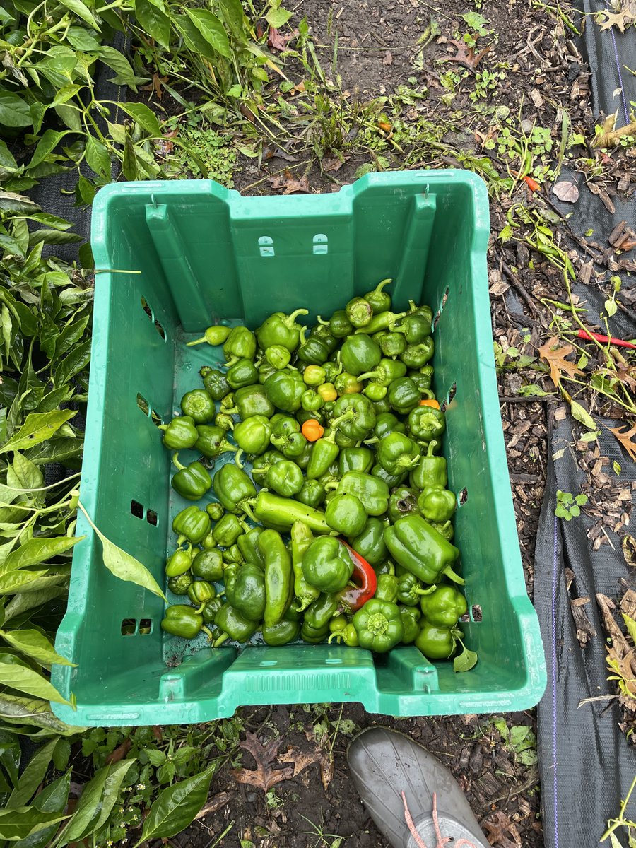 MsCallandTweets's tweet photo. 9IP had an incredible field trip today to the Natick Community Organic Farm, a perfect experience for our interdisciplinary sustainable farming unit! @natickfarm https://t.co/lELSOw9SNy