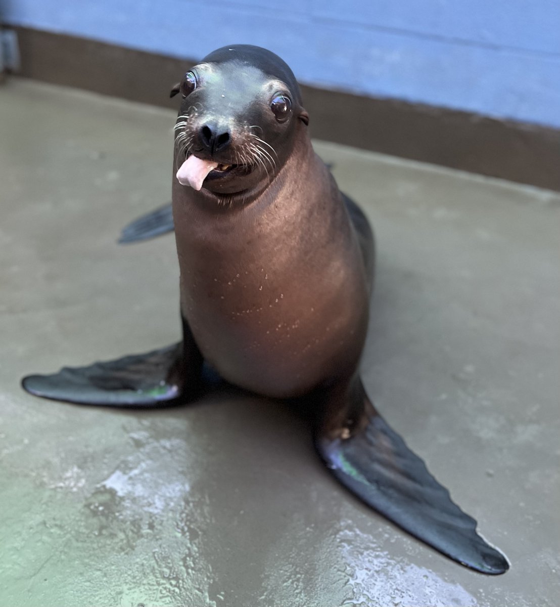 AudubonNature's tweet photo. Happy Tongue Out Tuesday from Roux and Huey! 👅 https://t.co/8VcwQ6GK43