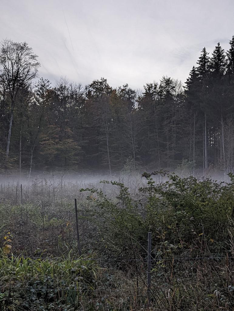 still_sein's tweet photo. #fogg #thurgovia # bliss https://t.co/tDF2CQuAYw
