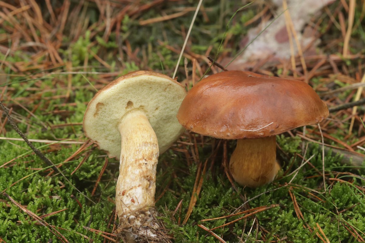 RPilze's tweet photo. Imleria badia
#Imleriabadia #Imleria #Marone #MaronenRöhrling
#Braunkappe #baybolete #boletbai #boletobaio #boletobayo #mushroom #mushrooms #fungus #fungi #pilz #pilze #champignons #champignon #nature #natur https://t.co/0Tsvm9bRwK