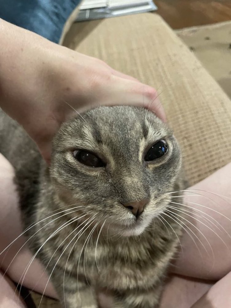 Cats with their heads held back (@catsheld) on Twitter photo 