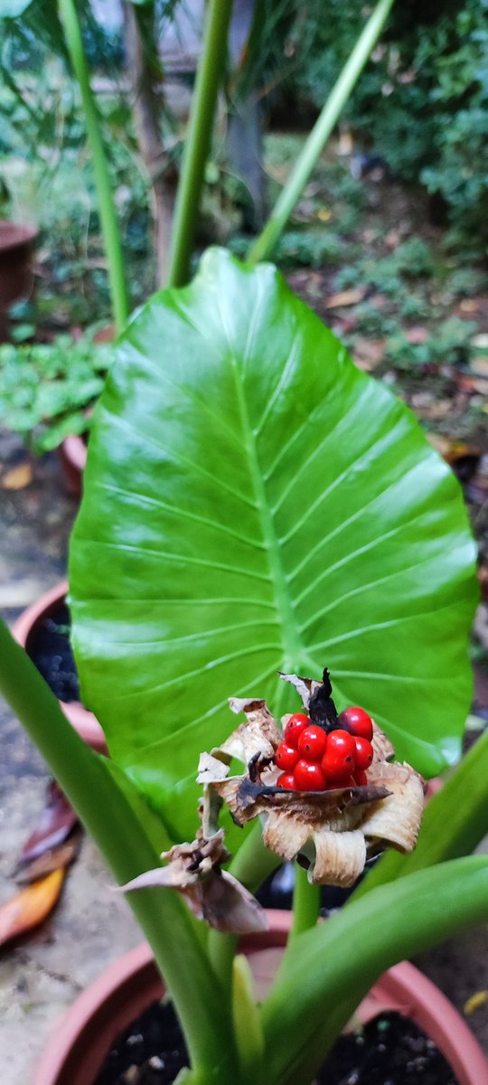 DecanoManoloH's tweet photo. la marquesa en pleno apogeo en el jardín del despacho https://t.co/7nn9ucFfeV