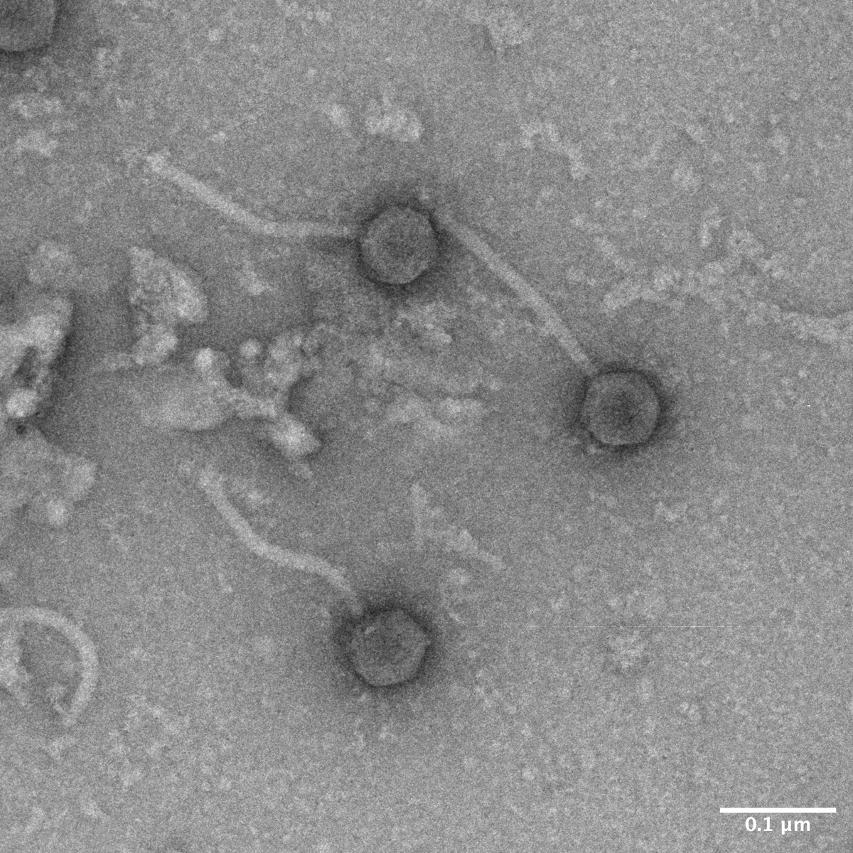 Imaging some of the students phages today! Found some interesting groups of them here!
#TEM #phages #PhageHunters @uOttawaTMM