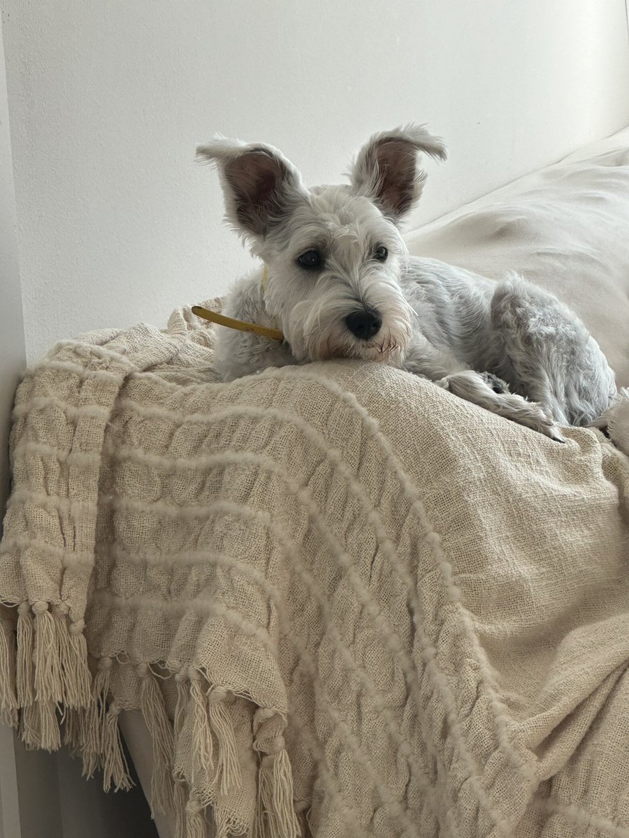 Carla Field tweet media